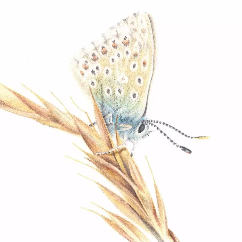 Chalk-Hill Blue Coloured Pencil Illustration